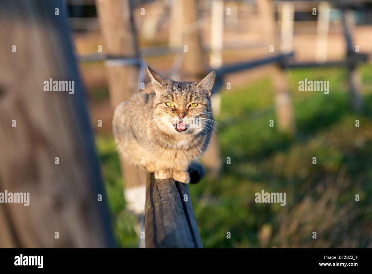 Cute cat sitting on the wooden fence Stock Photo - Alamy