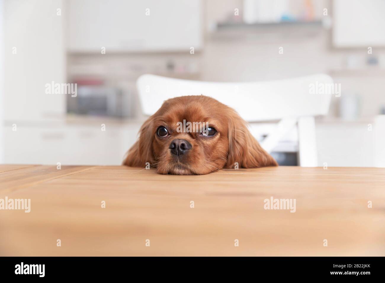 Cute dog sitting behind the kitchen table Stock Photo