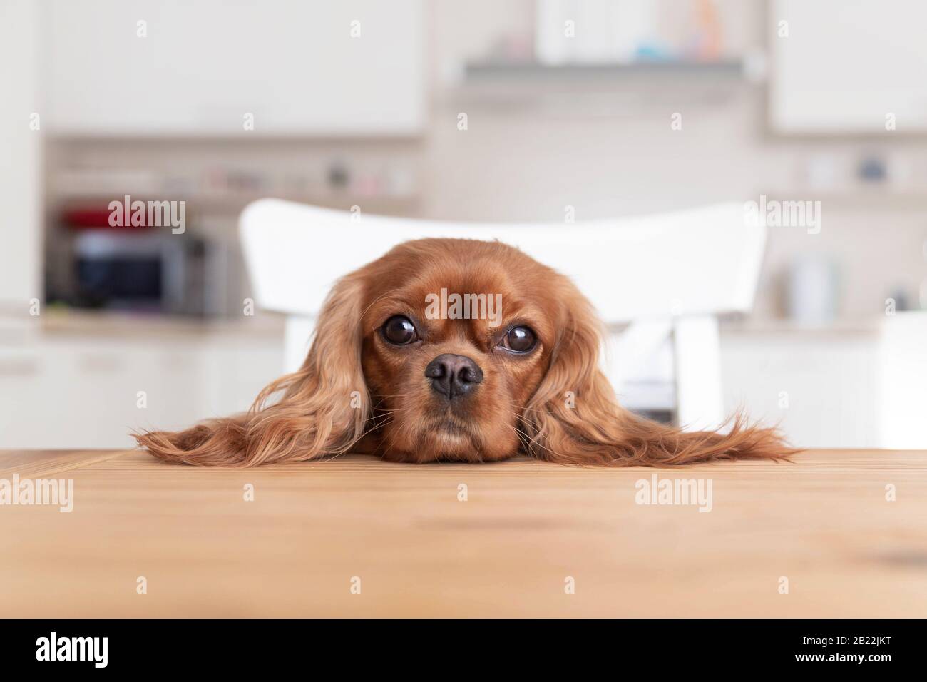 Cute dog sitting behind the kitchen table Stock Photo