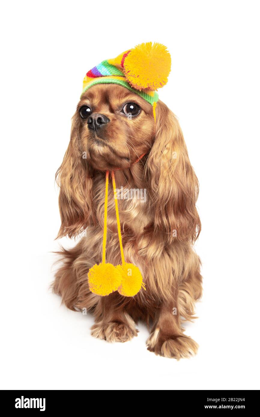 Funny dog - cavalier spaniel, isolated on white background Stock Photo