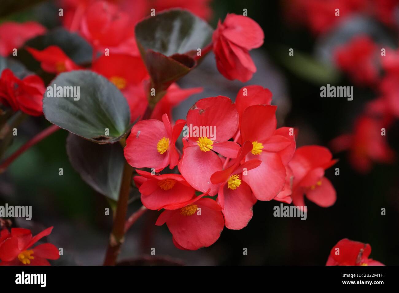 Closeup of bronze leaf Begonia red flowers used as bedding plants in a garden in South Africa concept abstract nature background Stock Photo
