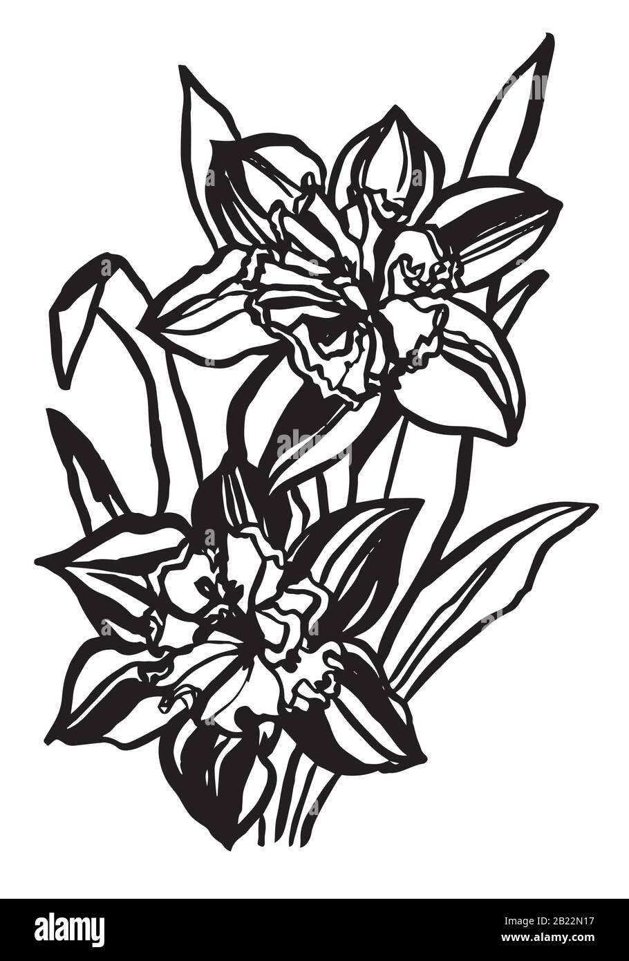 Set of line drawing narcissus, vector illustration Stock Vector Image