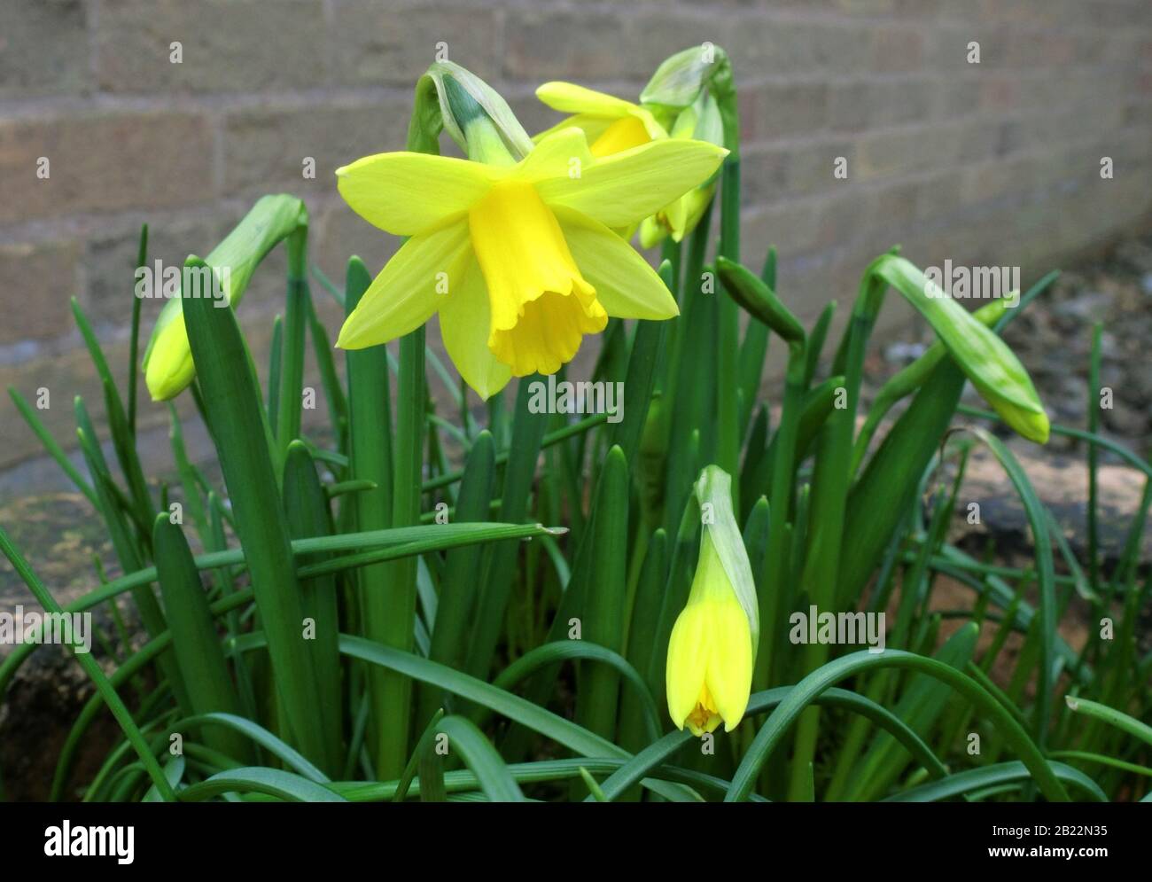 Narcissus Daffodil 'Tete a Tete' Variety in Flower Stock Photo