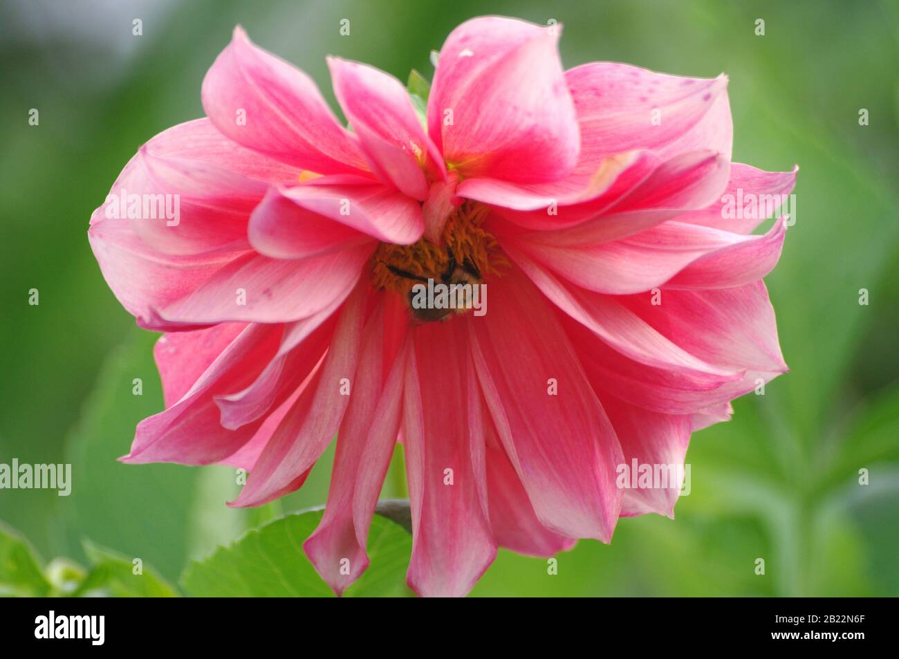 bumble bee on a pink dahlia bottom. Big pink flower close up. Picture for greeting card design, 8 march, postcards. Stock Photo