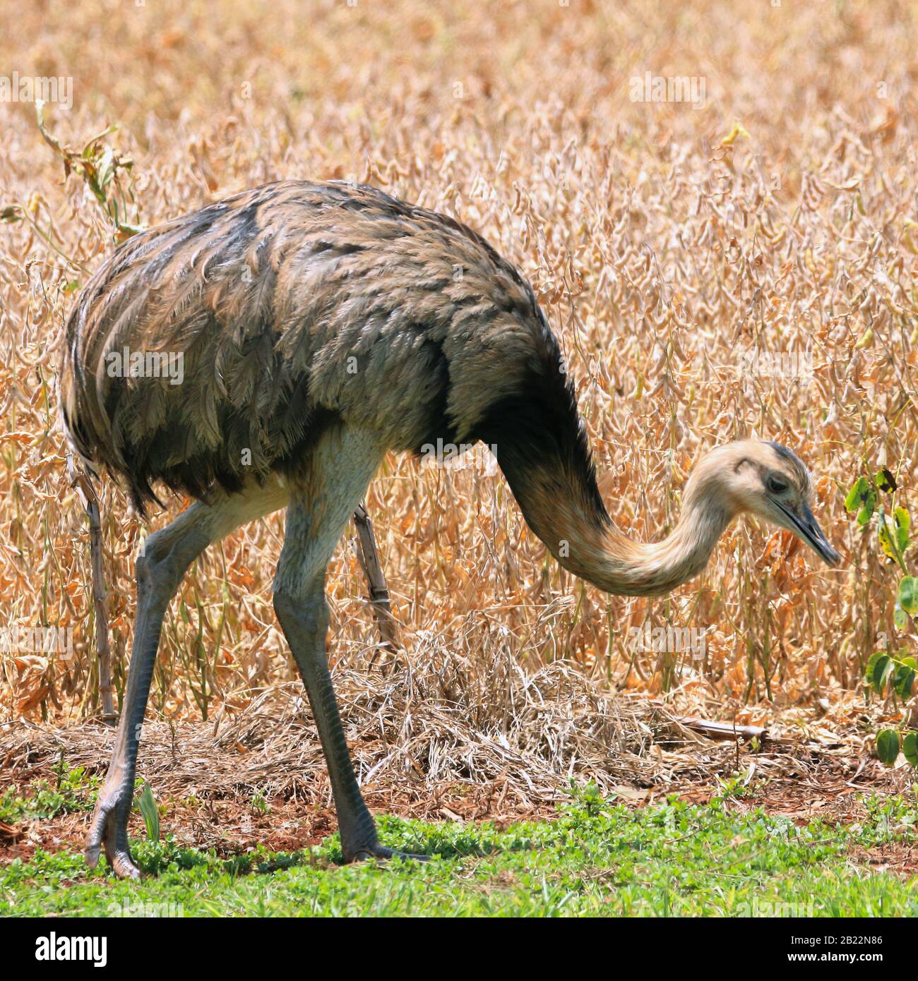 Greater Rhea free in nature Stock Photo