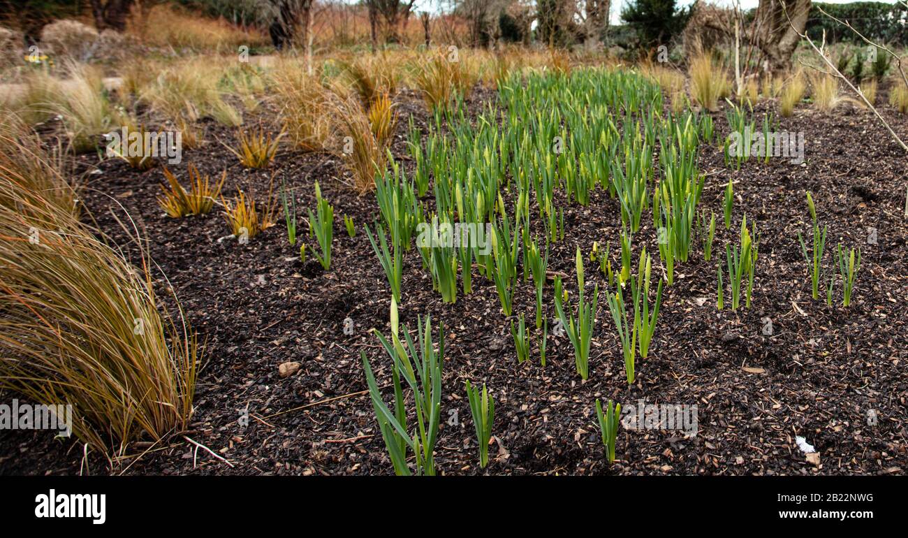 Spring Bulbs and Grasses in The Garden Stock Photo