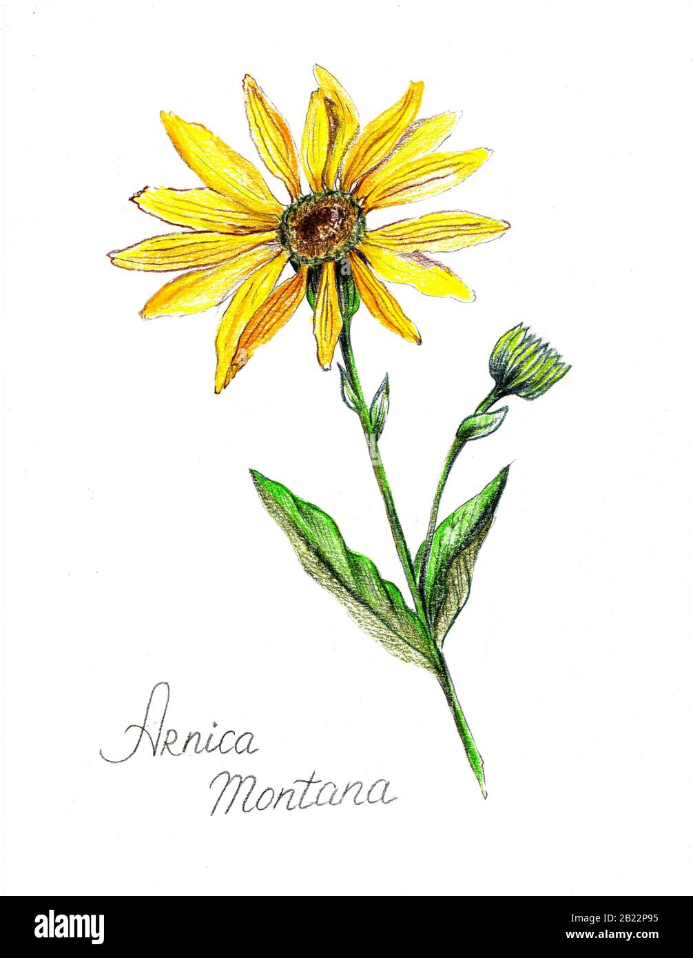 Mountain arnica pencil drawn. Illustration of yellow flower Stock Photo