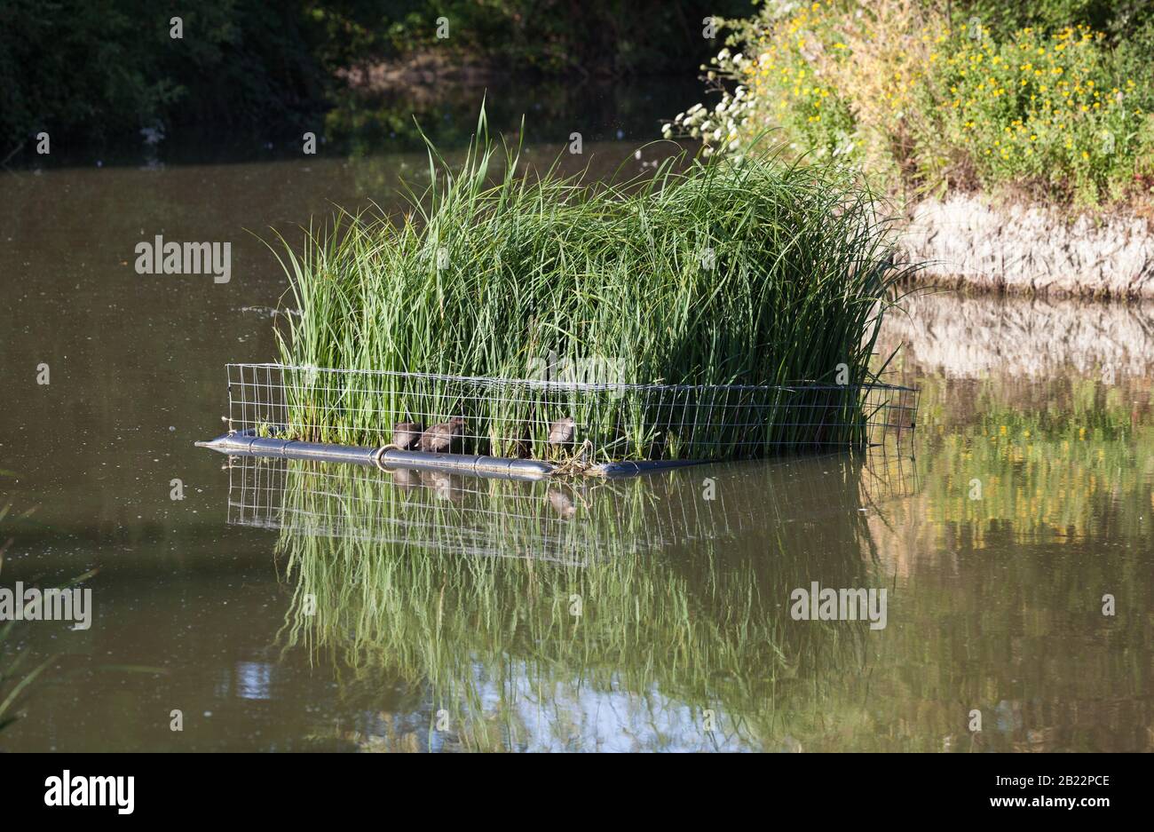 Man made reed beds for ducks to nest Stock Photo Alamy