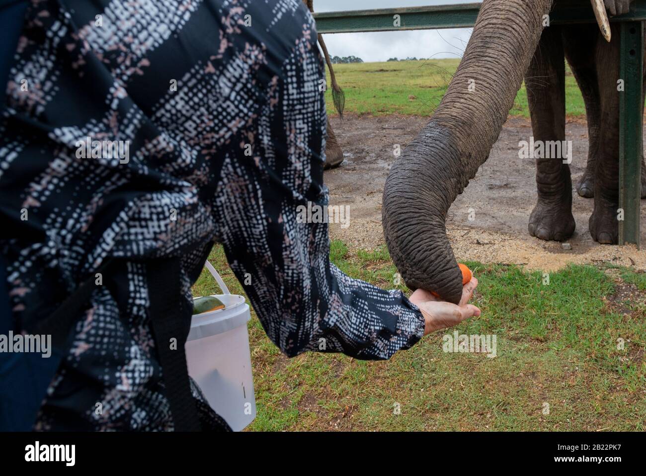 Knysna Elephant Park is a sanctuary caring for rescued African elephants where visitors can walk with and feed the animals near Knysna,South Africa Stock Photo