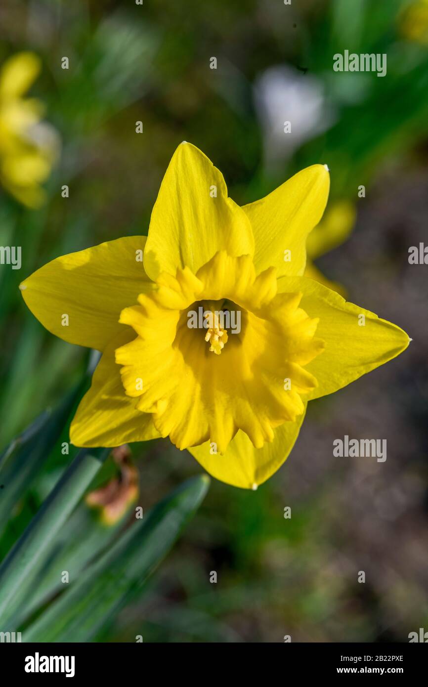 Blüte, Narzisse (Narcissus) Stock Photo