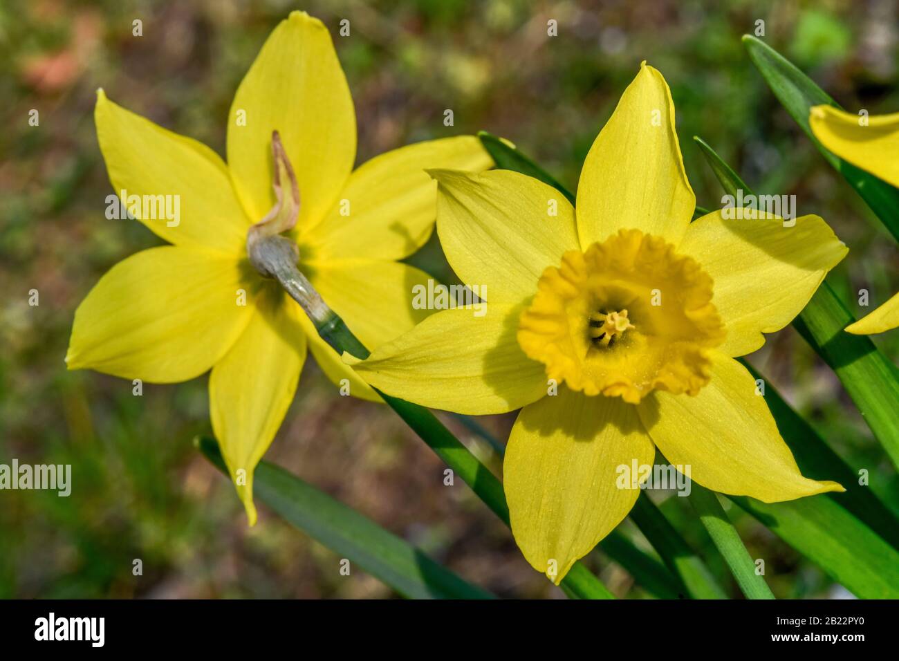 Blüten, Narzissen (Narcissus) Stock Photo