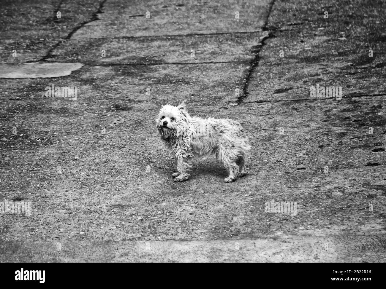 Dog walking in the street, domestic animals Stock Photo