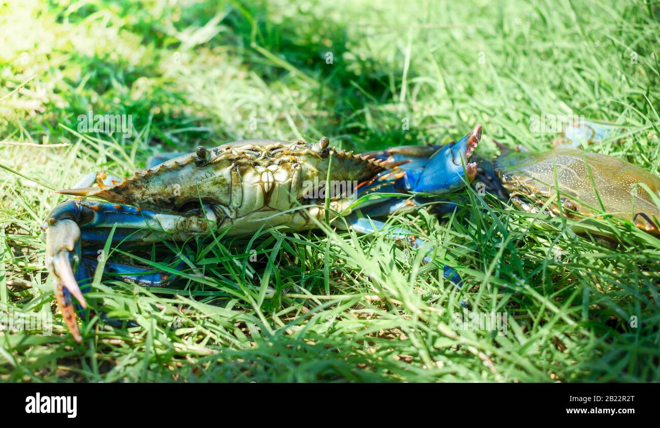 Blue crab ( Callinectes sapidus ) on grass Stock Photo