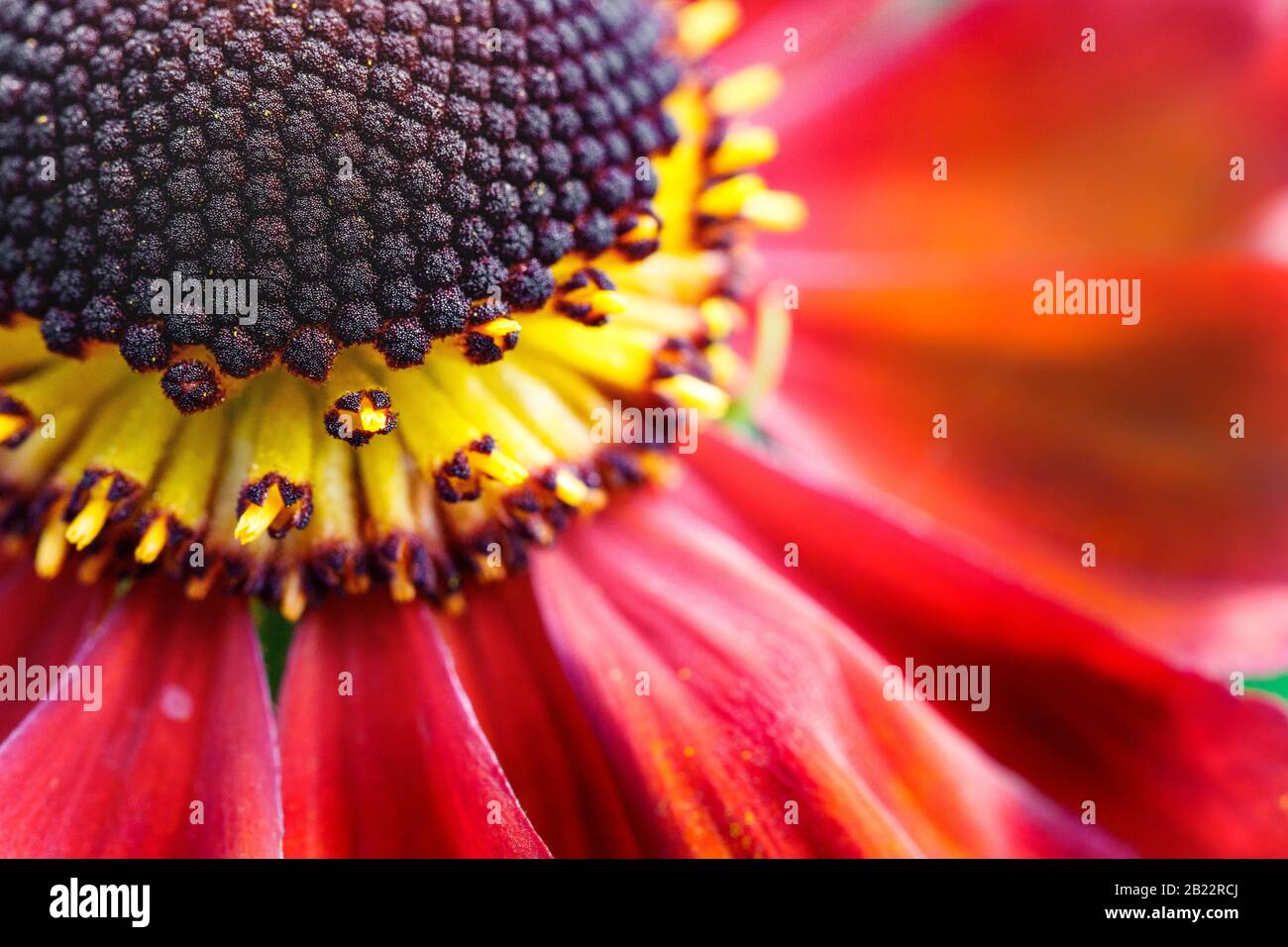 common sneezeweed flower Stock Photo