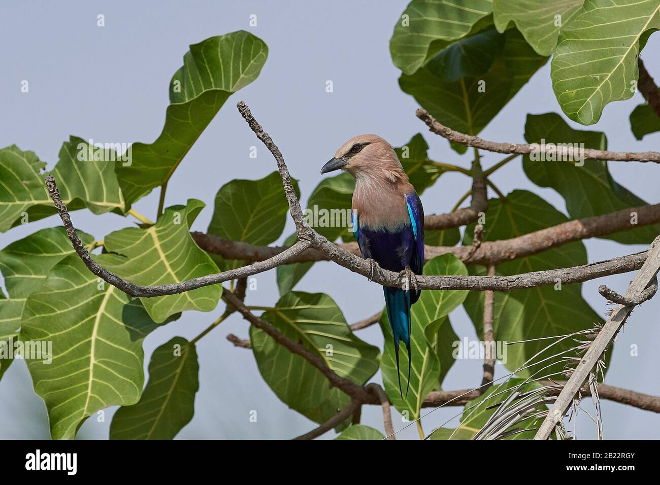 Bluebellied roller in its natural habitat in Gambia Stock Photo Alamy