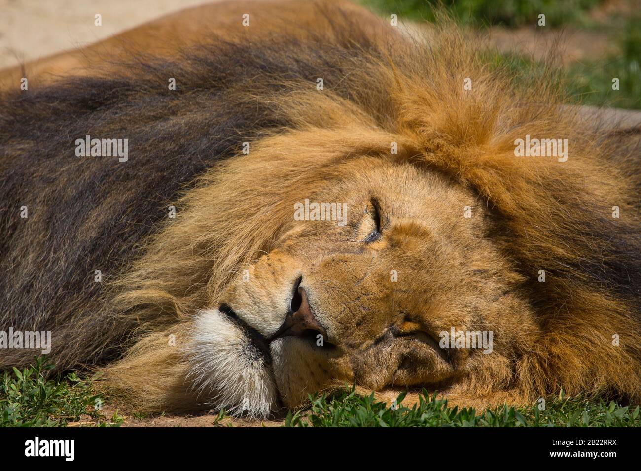 a male african lion asleep in the sunshine Stock Photo