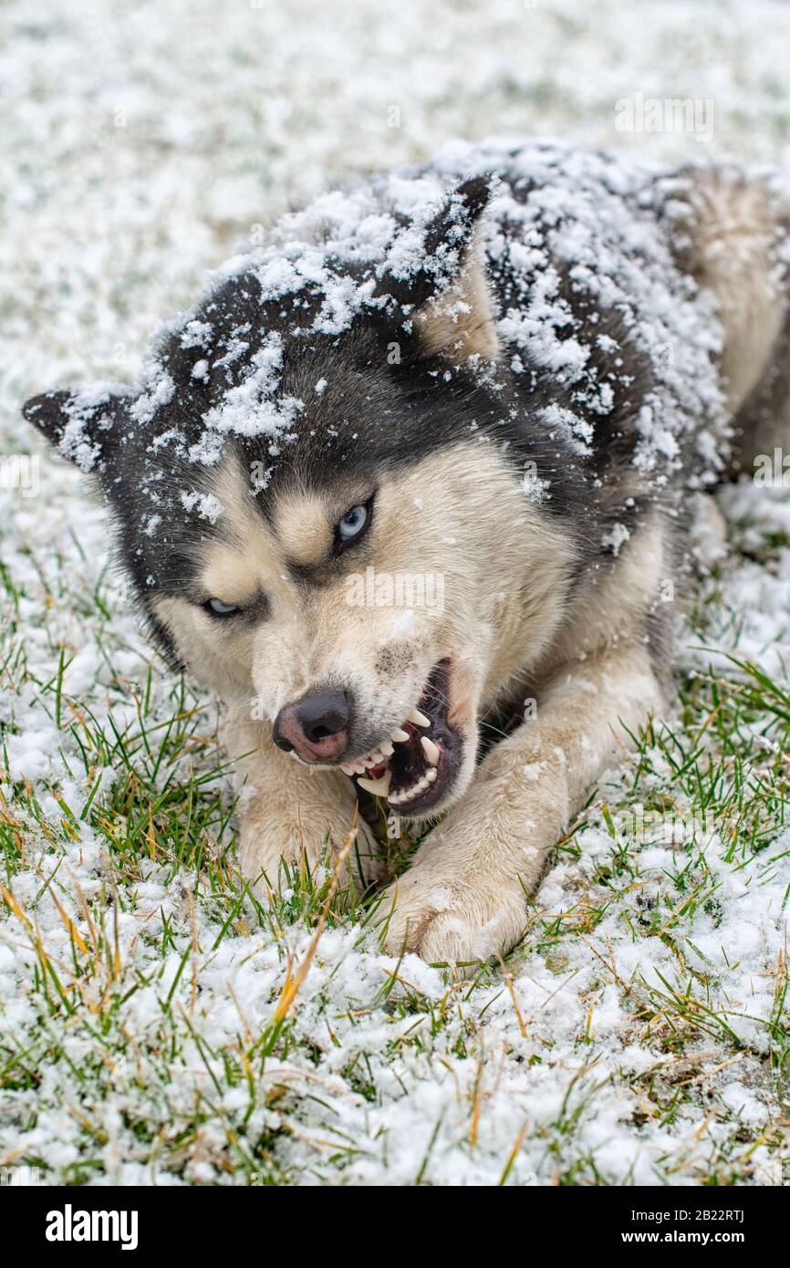 Are Bones Safe For Siberian Husky Puppies