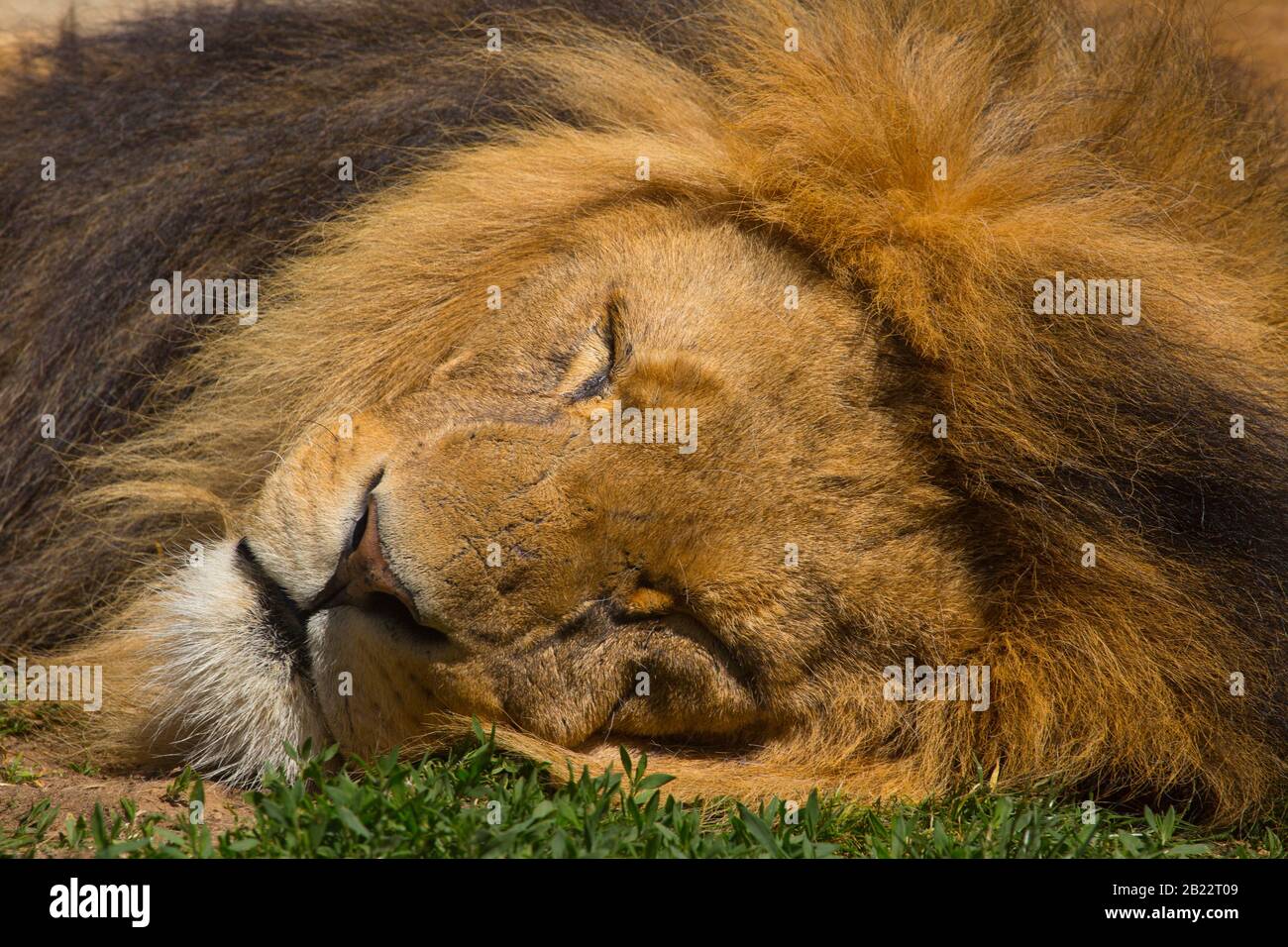 A male african lion asleep (close up) Stock Photo
