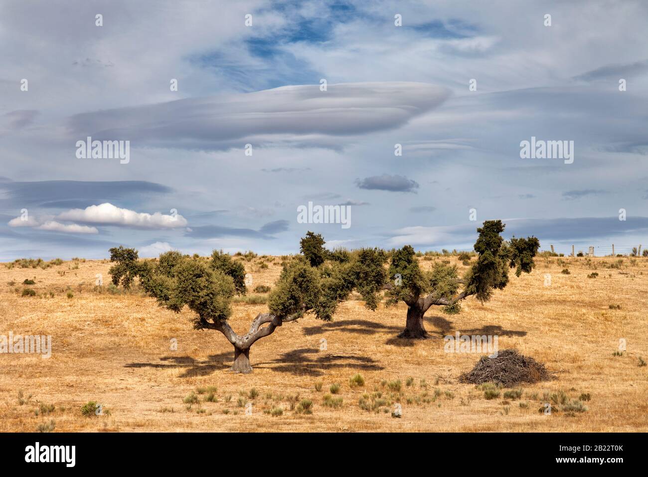 Dehesa landscape in Salamanca. Castilla y Leon, Spain Stock Photo