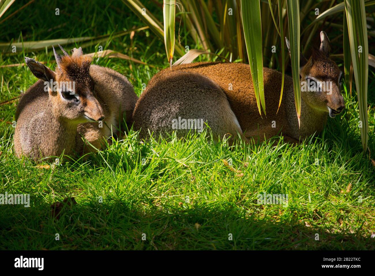 two young dik dik deer resting in the shade of a tree Stock Photo