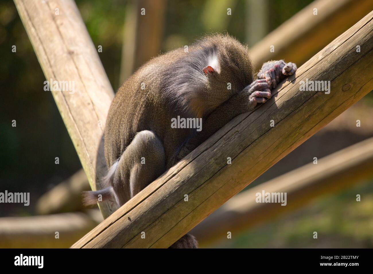 A small brown monkey in despair (or asleep) Stock Photo