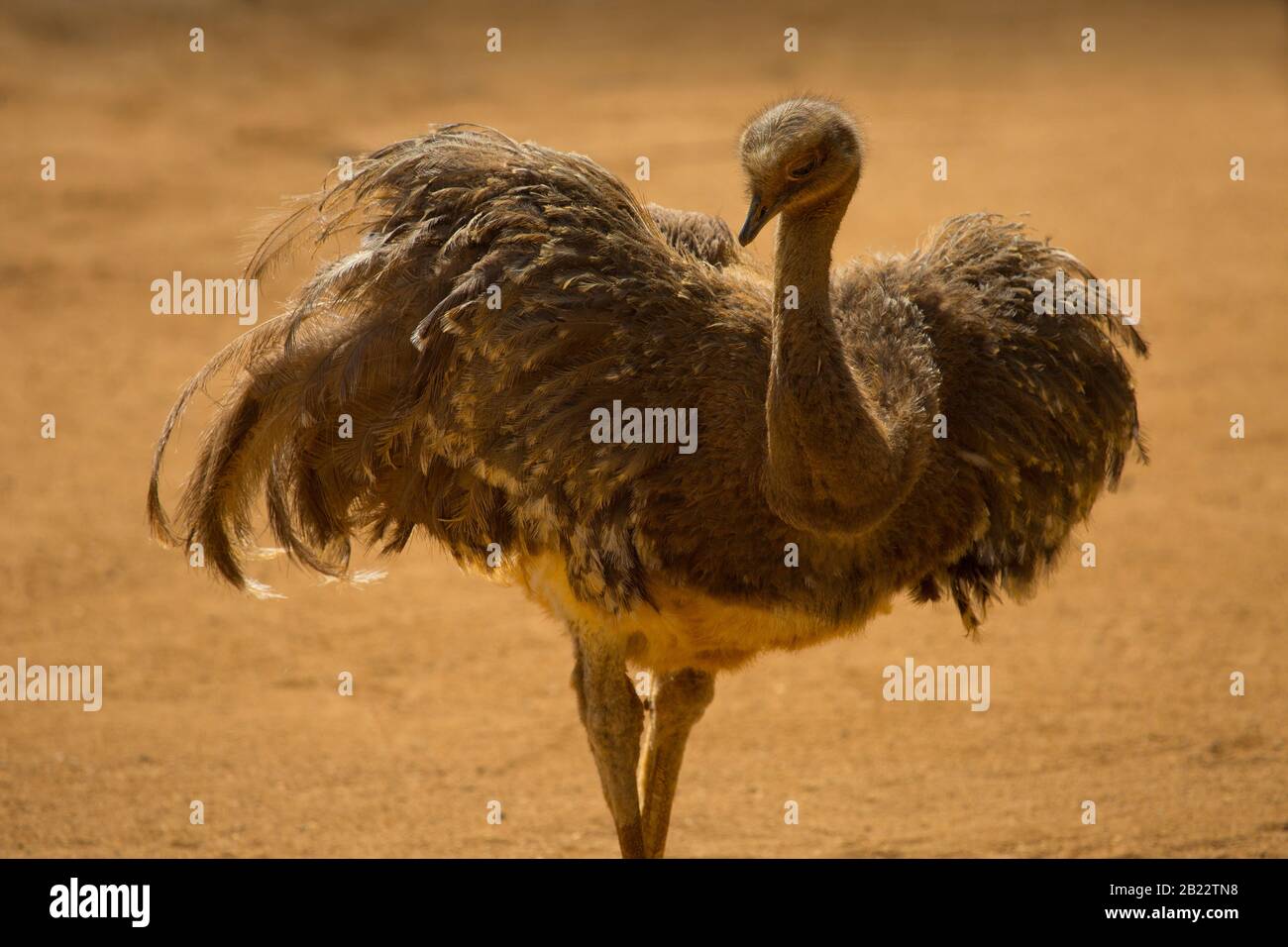 A Darwin's Rhea posing in the sunshine in an arid, desert setting with wings spread Stock Photo
