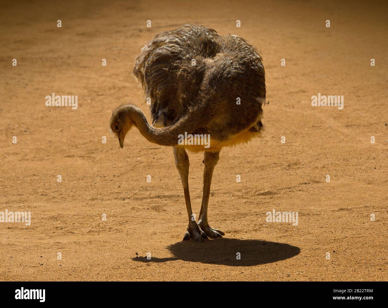 A Darwin's Rhea foraging for food in an arid, sandy landscape Stock Photo