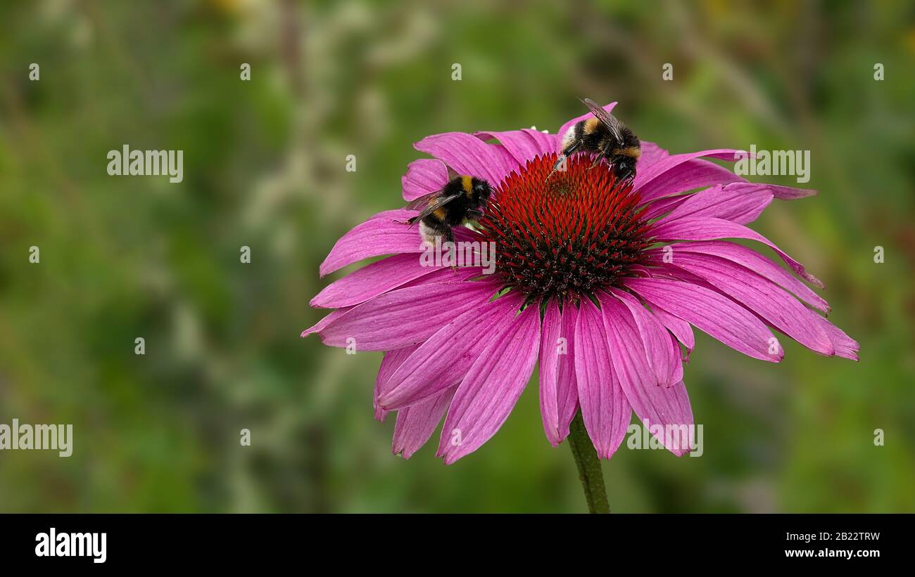 Narrow-leaved sun hat,Echinacea angustifolia, with two bumblebees as visitors Stock Photo