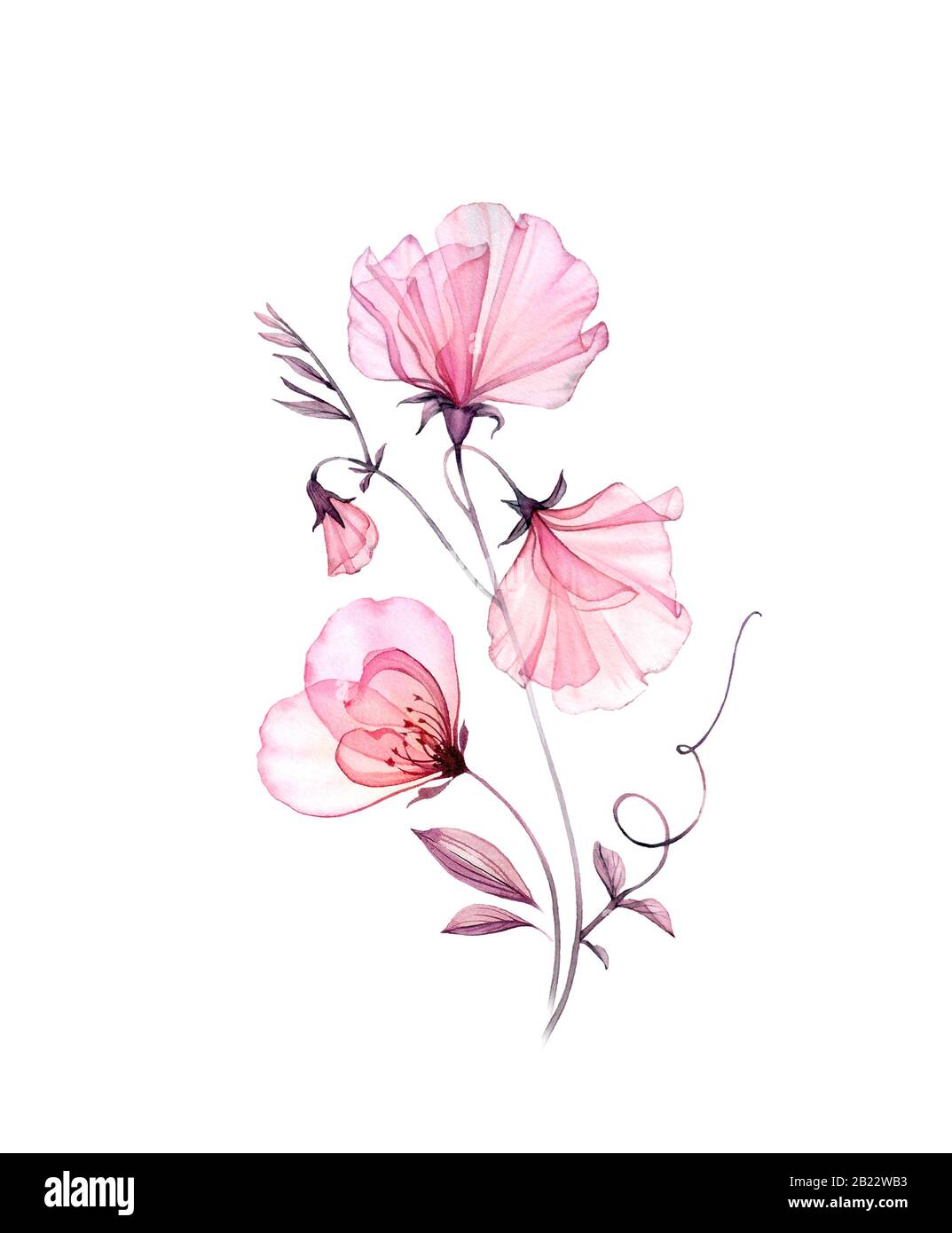 Watercolor floral composition. Sweet pea plant with rose flower. Artwork isolated on white. Botanical hand painted illustration for wedding Stock Photo