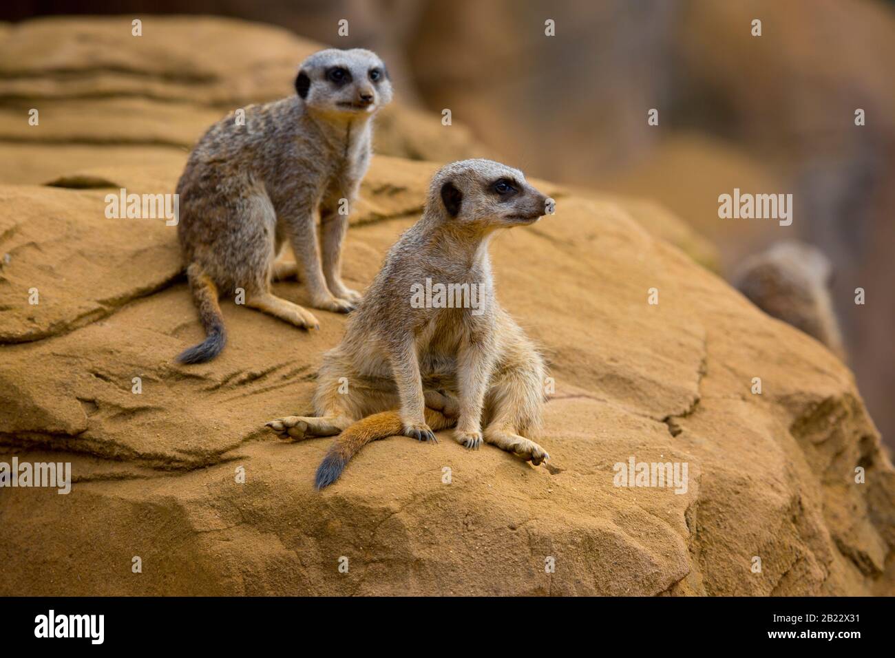 Two meerkats sitting on a rock Stock Photo