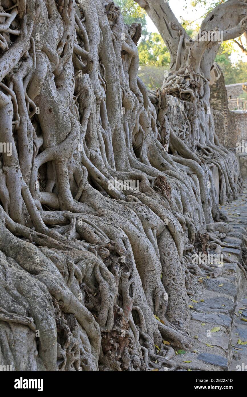 Tree roots hi-res stock photography and images - Alamy