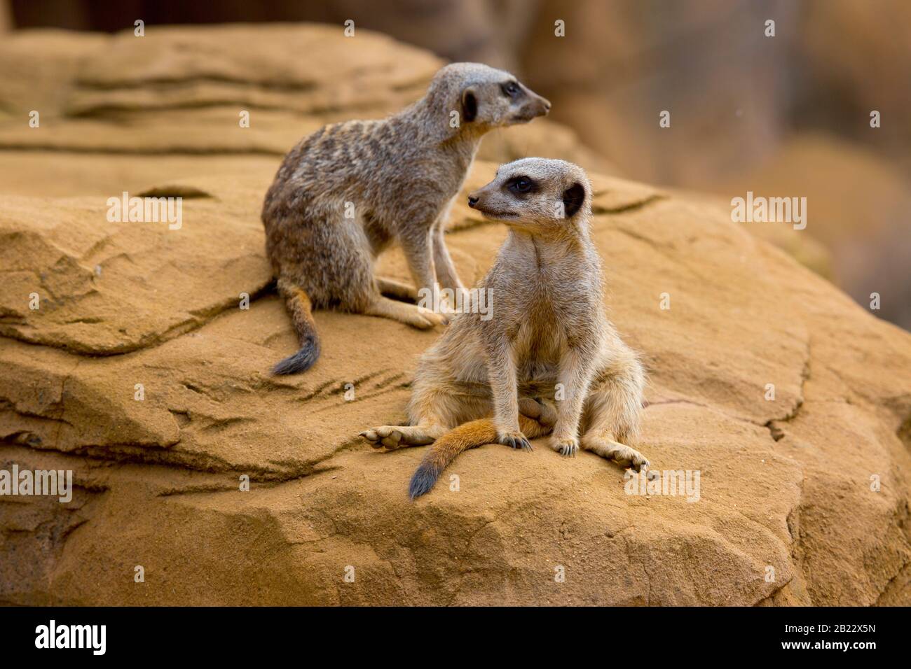 Two meerkats looking in opposite directions Stock Photo