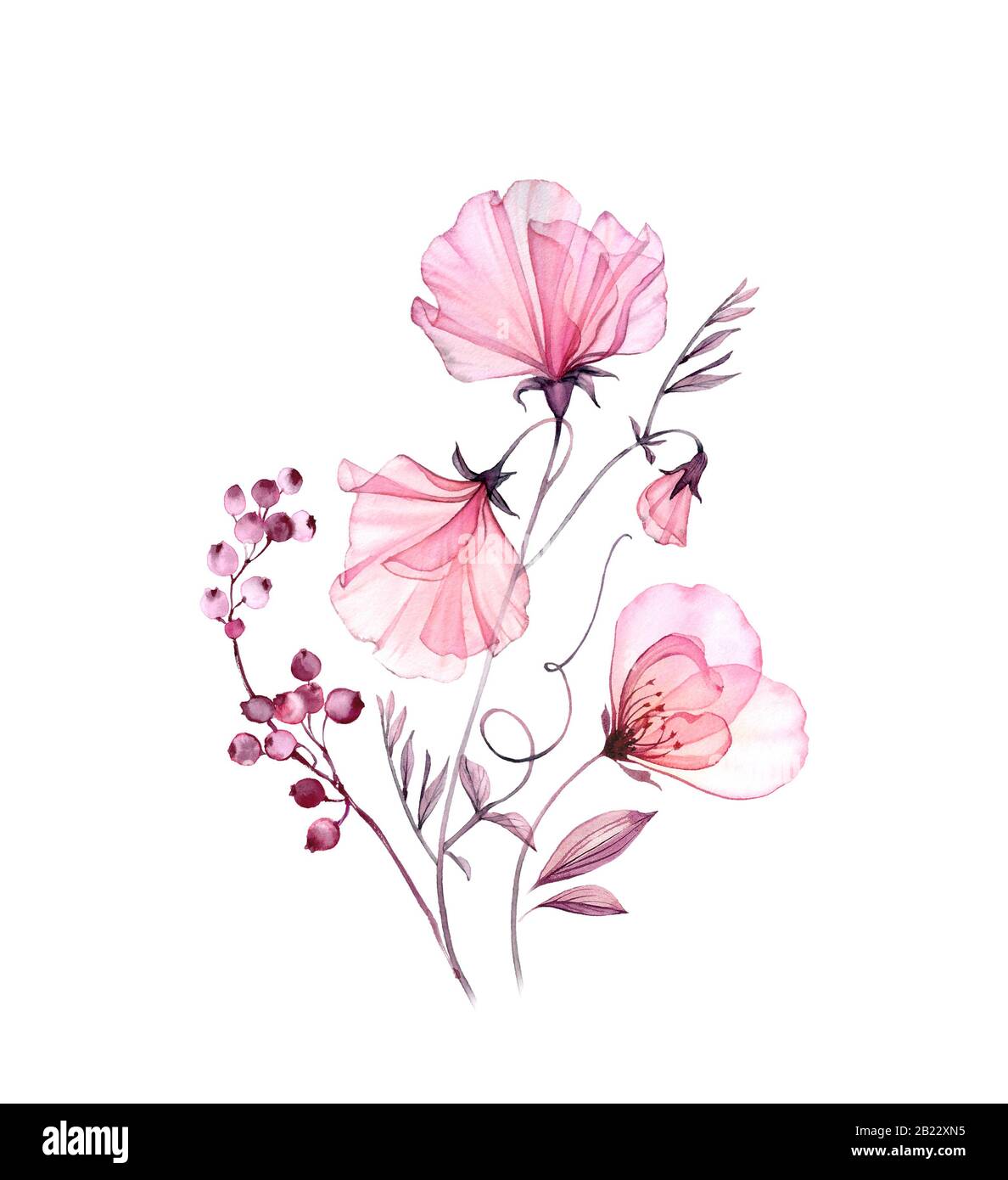 Watercolor floral composition. Transparent sweet pea bouquet with rose and berries. Artwork isolated on white. Botanical hand painted illustration for Stock Photo