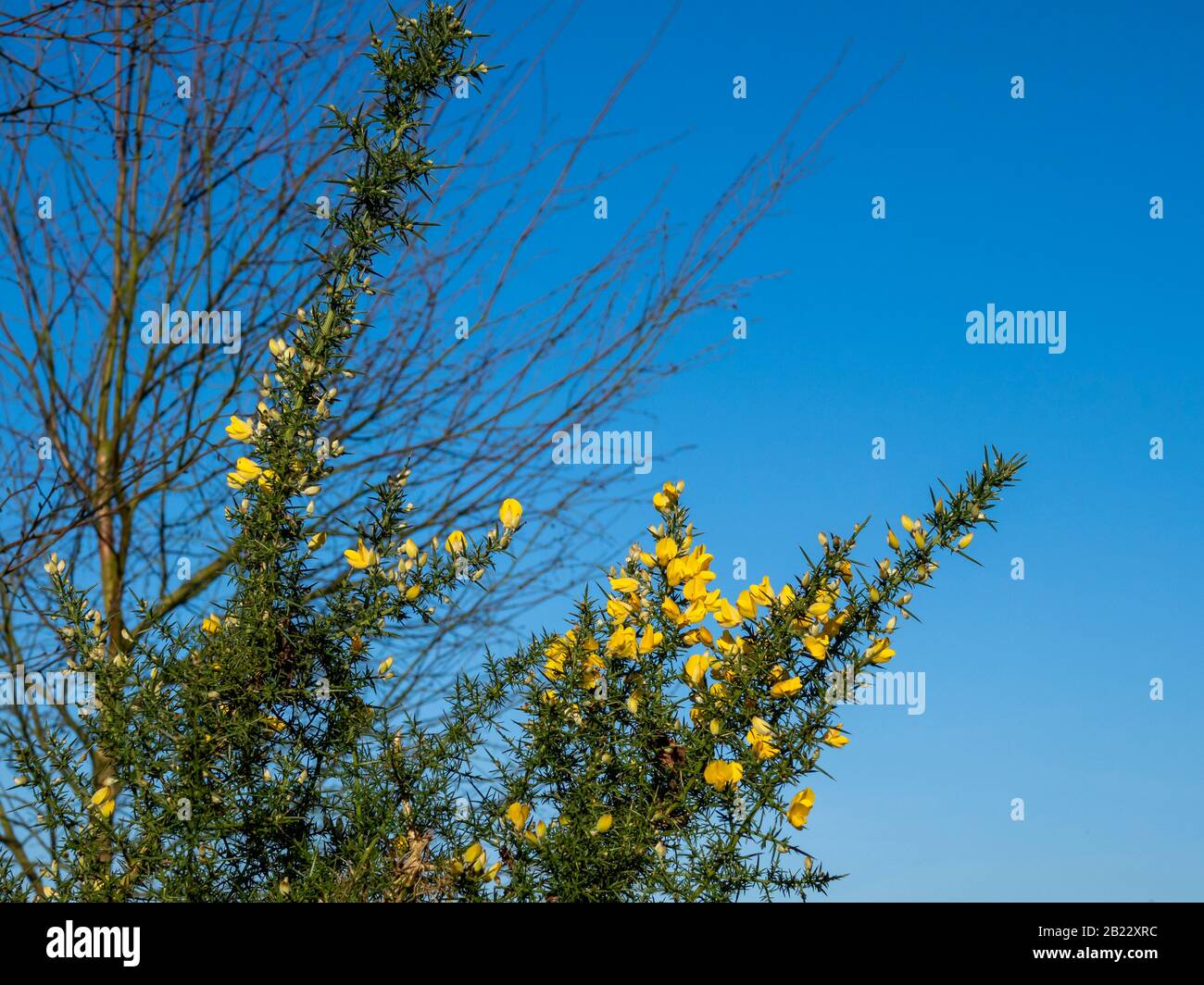 Yellow gorse flowers in winter in North Yorkshire, England, against a clear blue sky Stock Photo