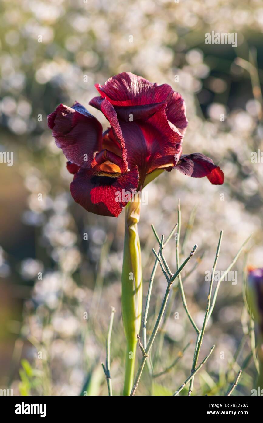 Wild purple iris flower in sunny backlighting on blurred bokeh background. Israel Stock Photo