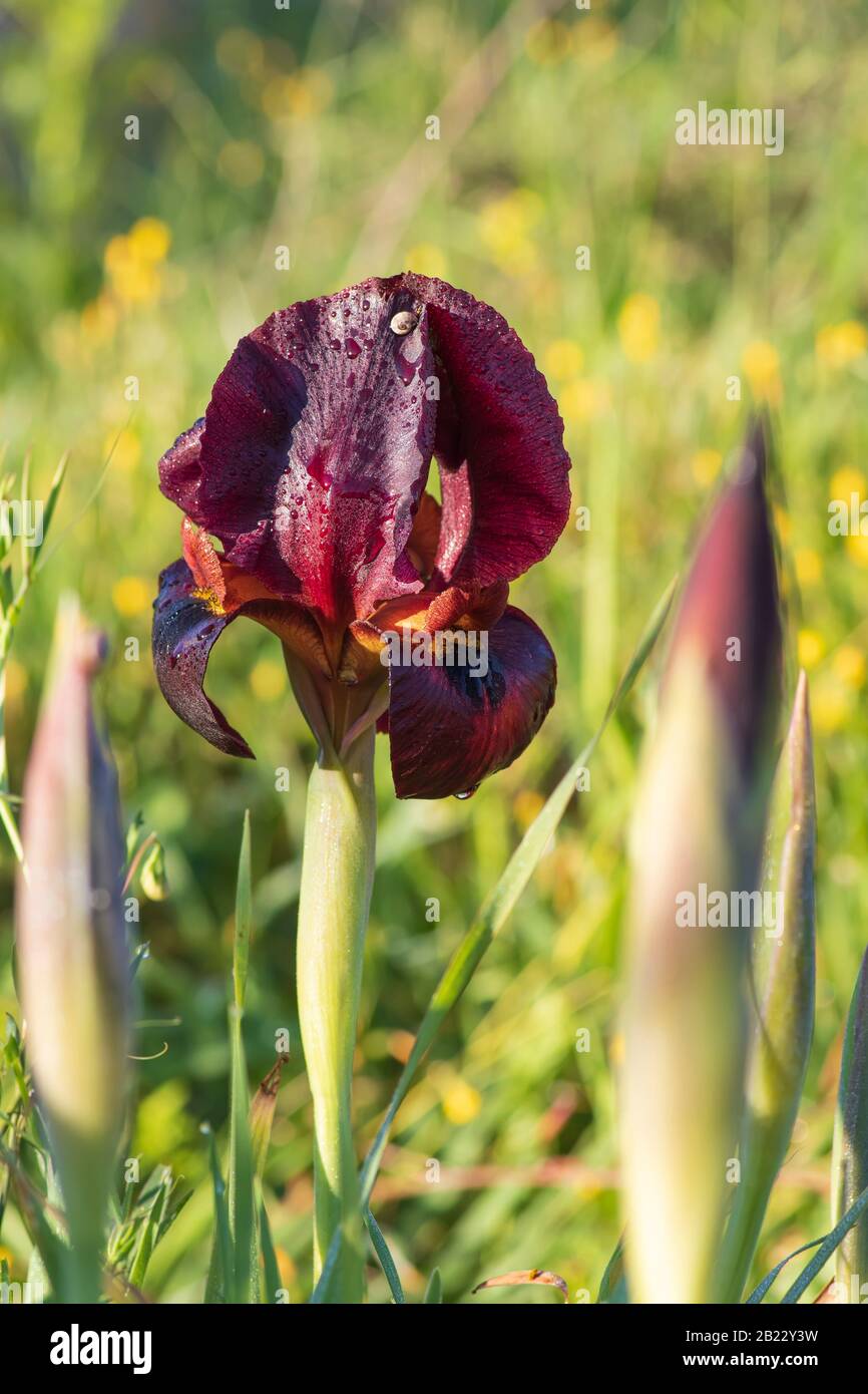 Wild purple iris flower and buds with dew drops on the petals in the sunlight. Israel Stock Photo