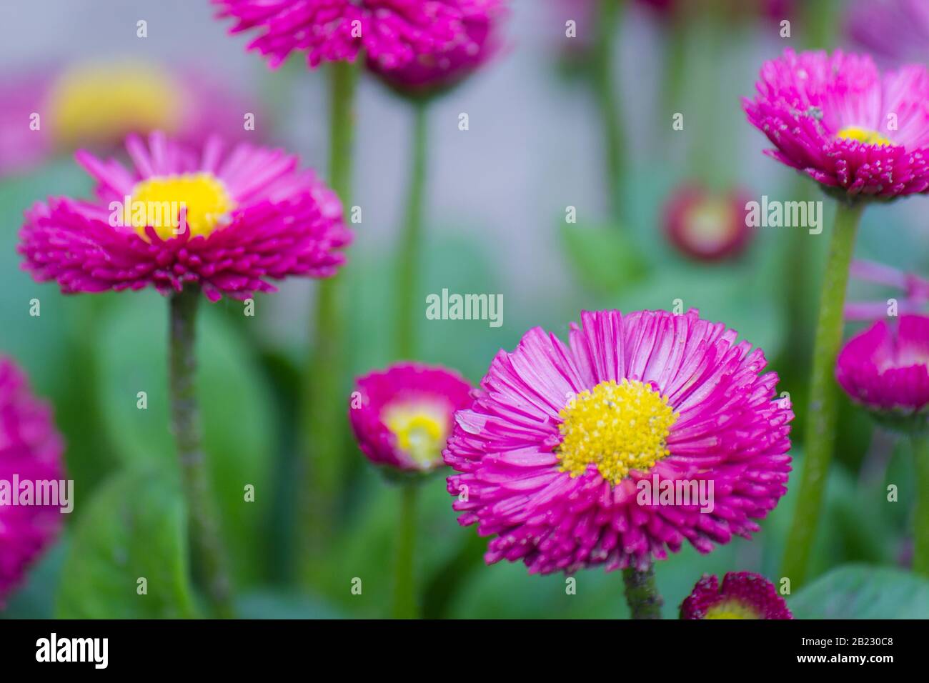 Closeup of multiple Aster Alpinus flowers in the Austrian Alps Stock Photo