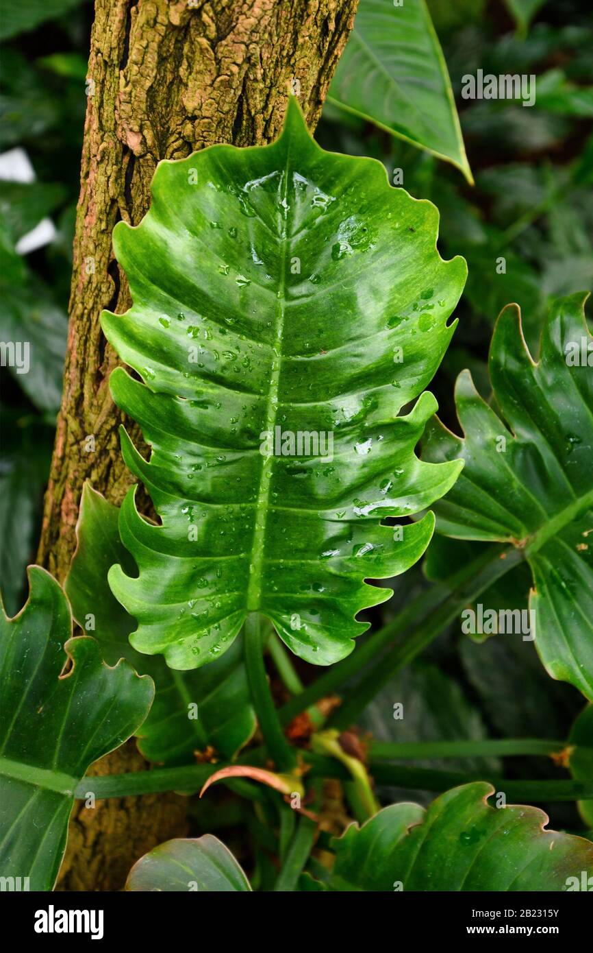 Large leaf of tropical 'Philodendron X Corsinianum' plant Stock Photo -  Alamy