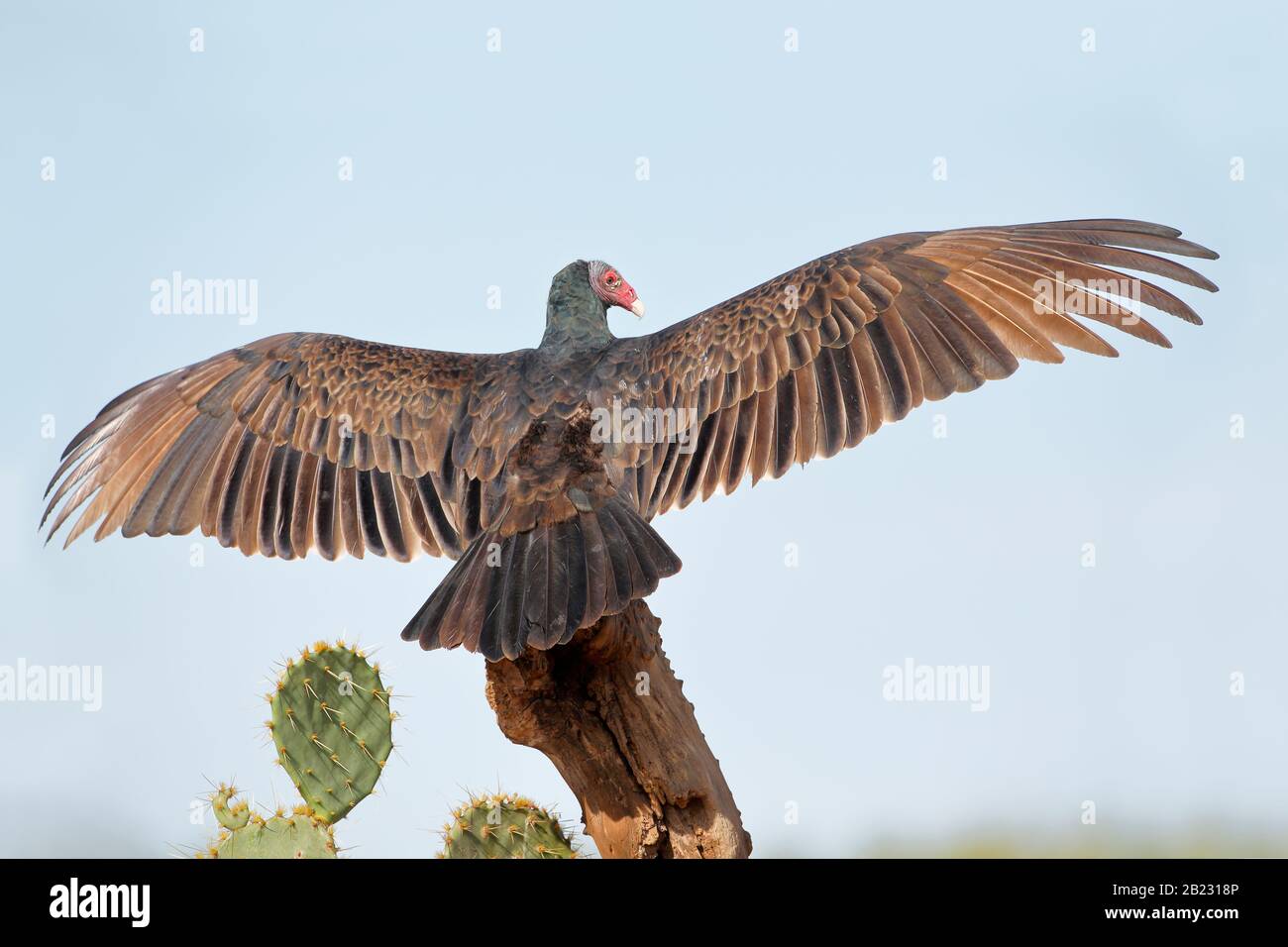 Turkey Vulture (Cathartes aura) wingspan, South Texas, USA Stock Photo