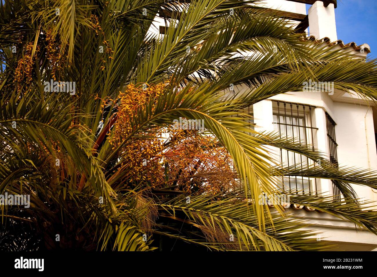 Mediterranean holiday villa with palm trees Stock Photo