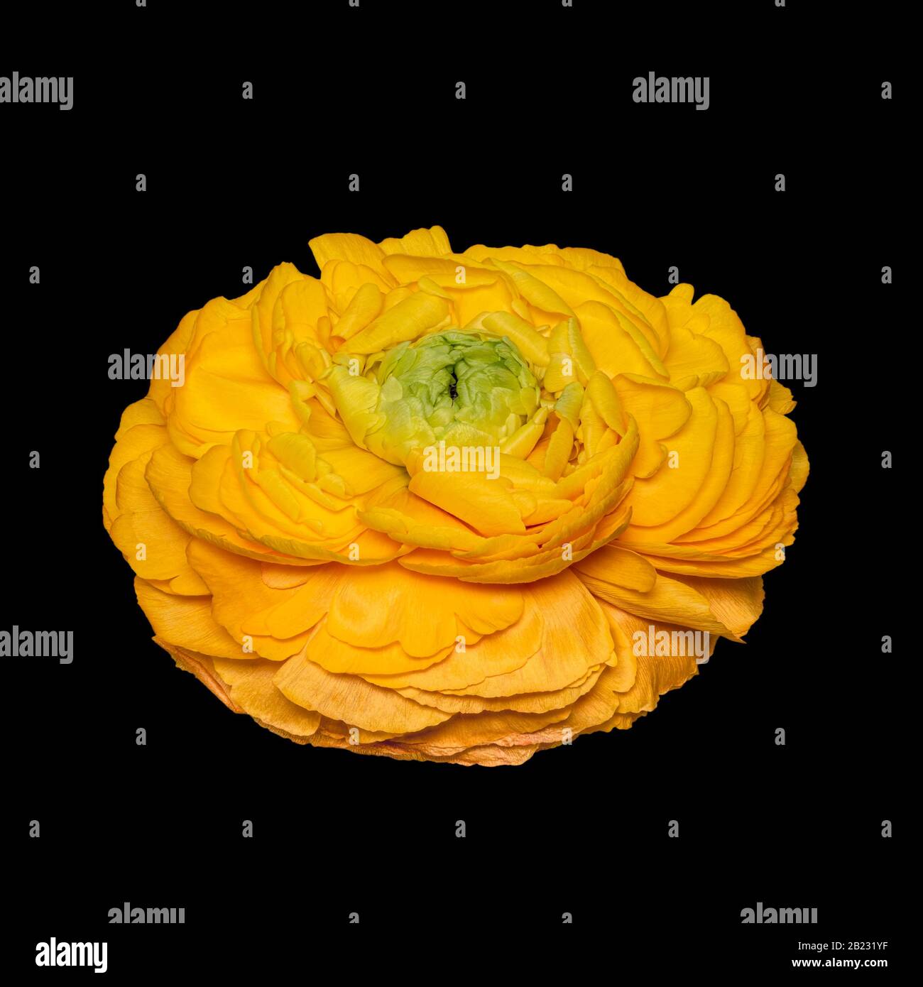 Vibrant yellow buttercup blossom, fine art still life of a single isolated bloom,detailed texture,black background,top view Stock Photo