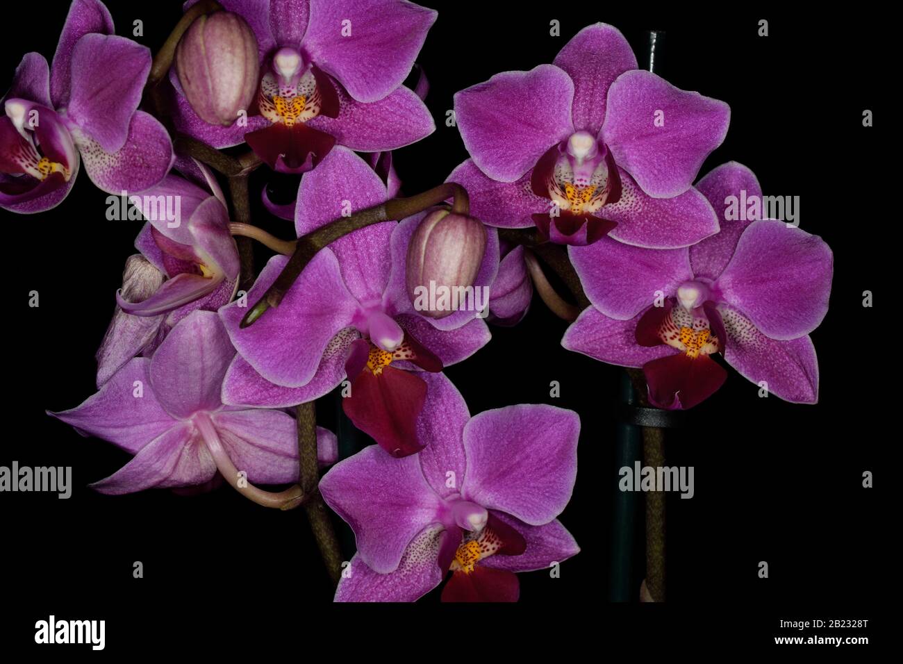 Phalaenopsis, orchids. Several closeup of mauve flowers with darker centres. Pot plant. Stock Photo