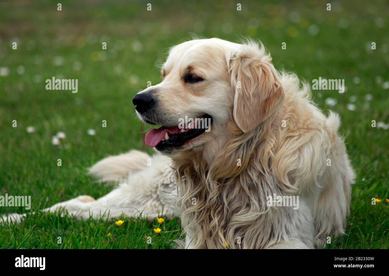 Long Haired Lab All You Need To Know About Long Labrador Coats | Long Haired Lab All You Need To Know About Long Labrador Coats |