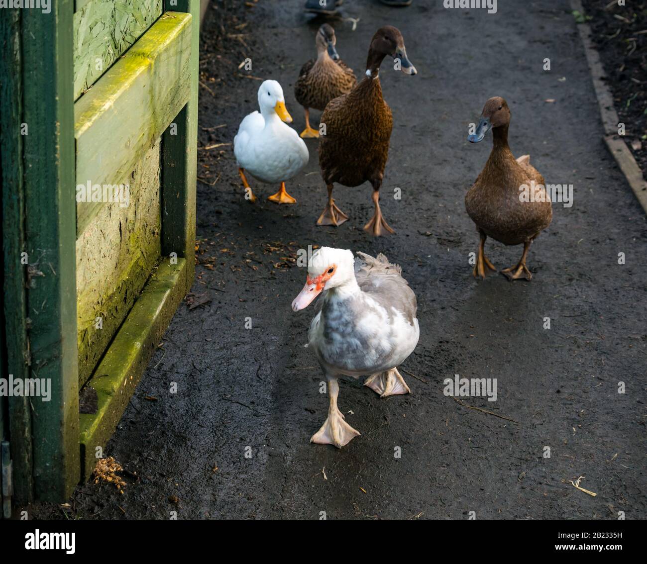 Edinburgh, Scotland, United Kingdom. 29th Feb, 2020. Love Gorgie Farm: Ducks make their way to the pond with a Muscovy duck (Cairina moschata) leading the group of ducks Stock Photo