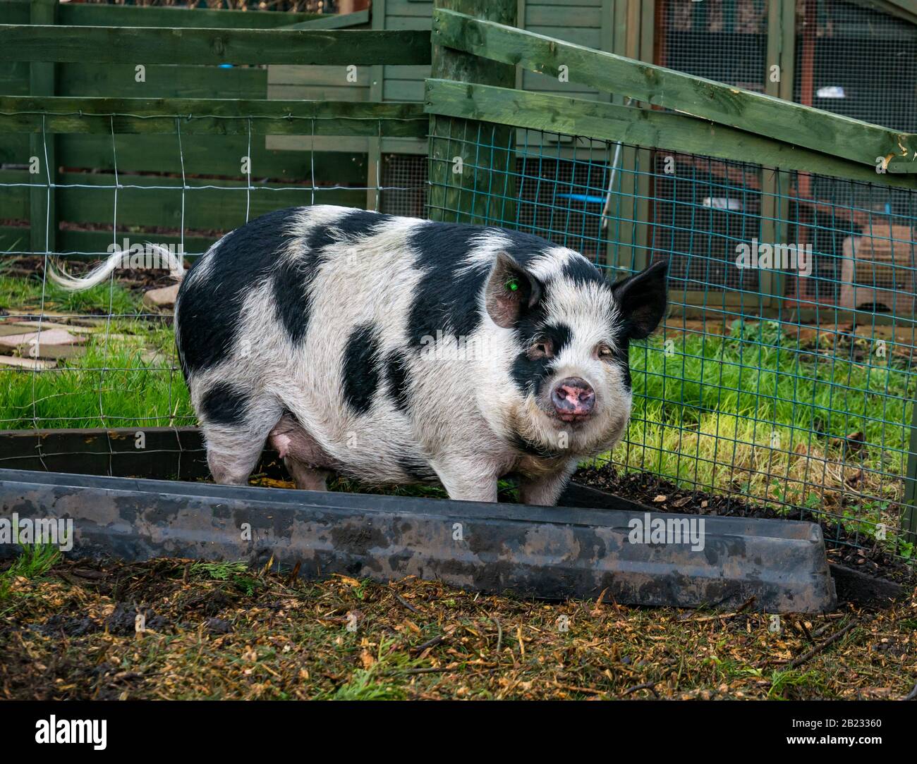 Edinburgh, Scotland, United Kingdom. 29th Feb, 2020. Love Farm A pig at the farm Stock