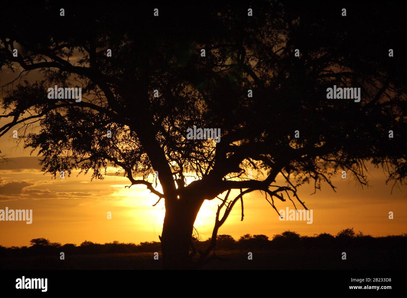 African lion silhouette sunset hi-res stock photography and images - Alamy