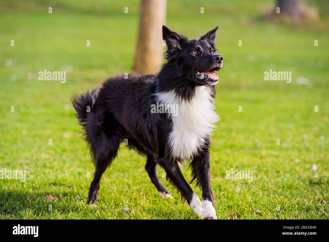 obedience trained border collies for sale