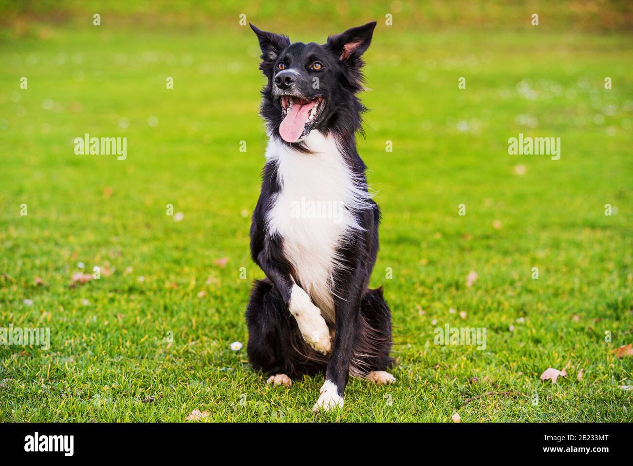 obedience trained border collies for sale