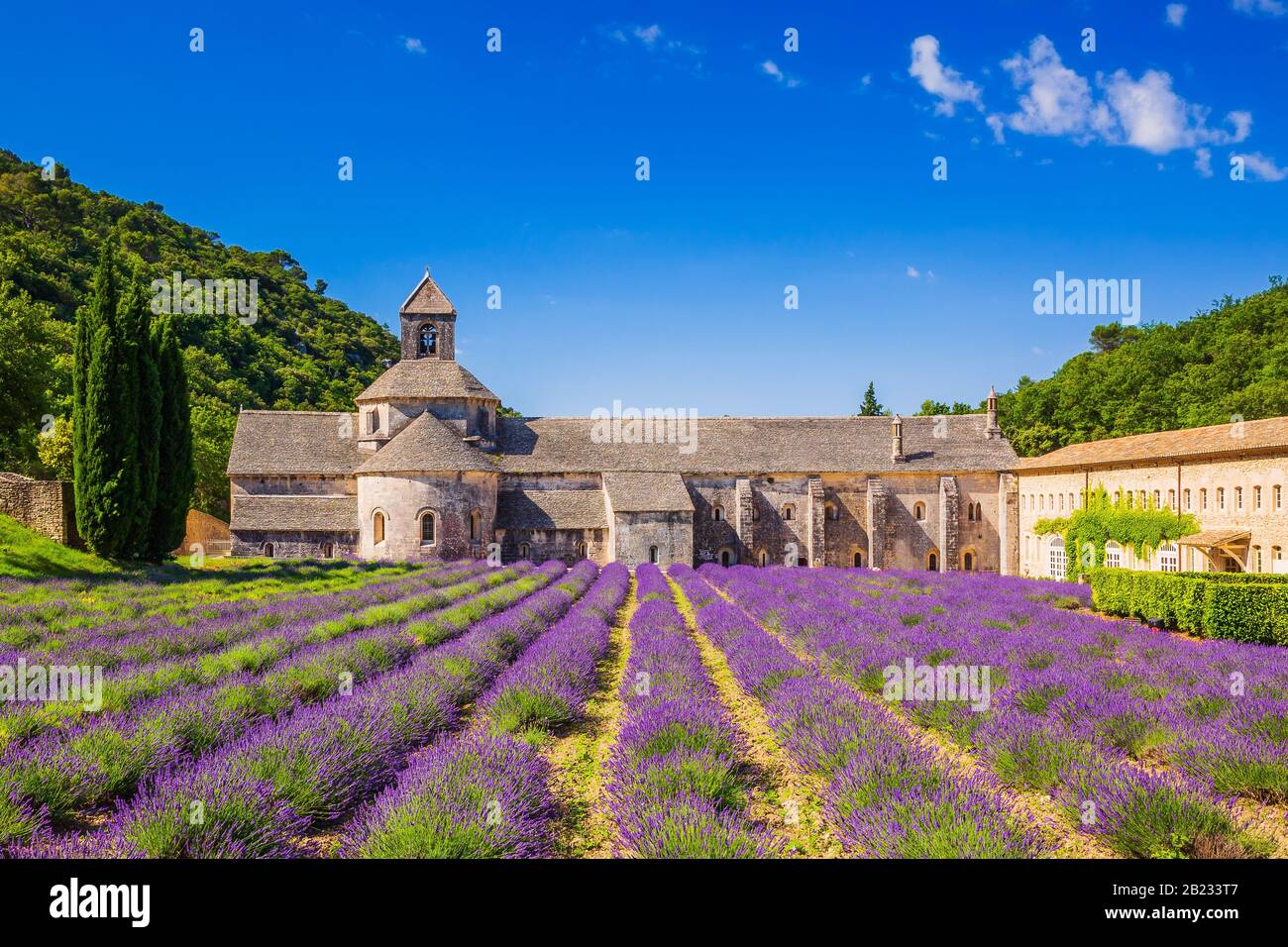 Provence, France. Blooming purple lavender fields at Senanque monastery. Stock Photo
