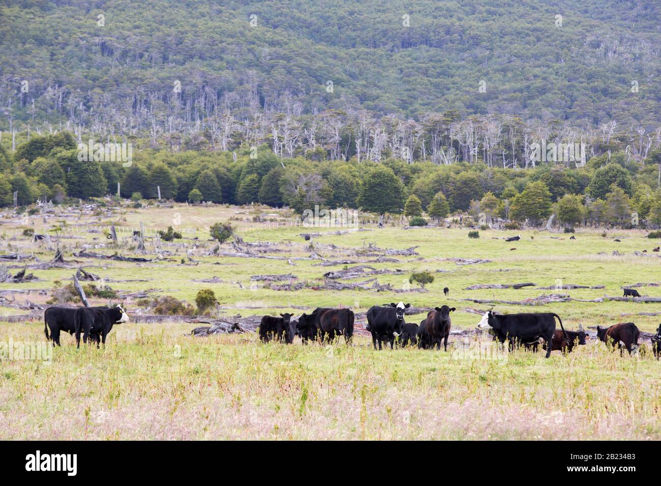 Cattle ranching deforestation hi-res stock photography and images - Alamy